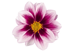 Dahlia Florida Variety Thumbnail.jpg